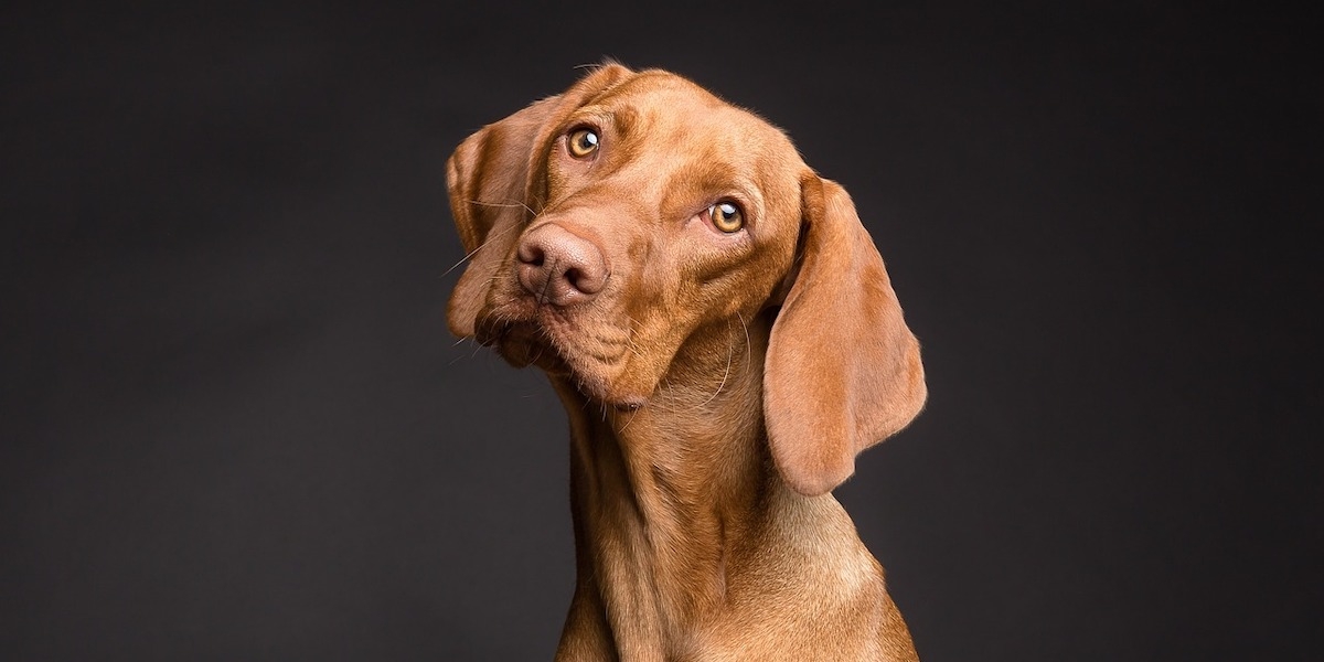 Det är dyrt att ha hund, men det finns hjälp att få.