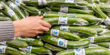 Inplastade gurkor i en butik. Gurka inslagen i plast kan snart vara ett minna blott när du handlar för nu kan det svenska startup-bolaget Saveggys nya uppfinning skydda grönsakerna i stället.