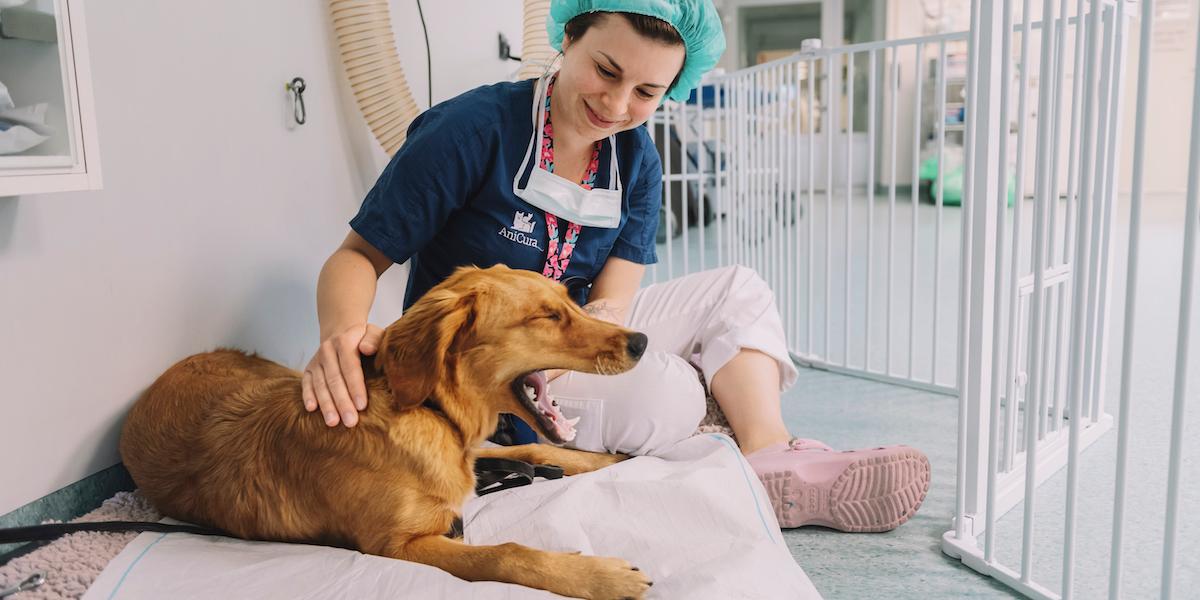 En hund hos veterinären. Veterinärvård har blivit så dyr att det snart är en klassfråga att ha ett husdjur, det vill nu Socialdemokraterna ändra på